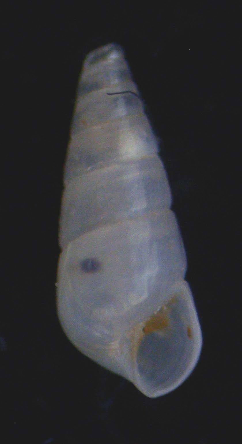 odostomia da umago